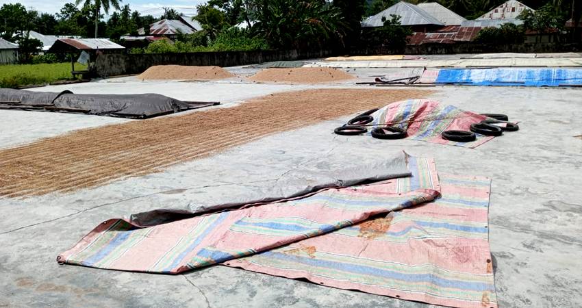 Banjir Bikin Petani Gagal Panen