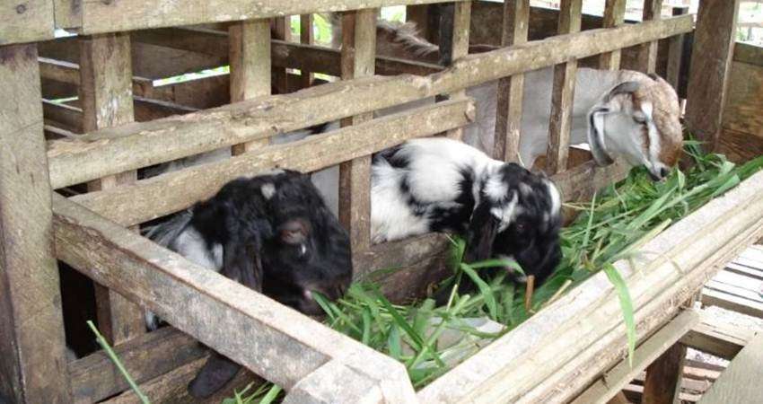 Bisnis Kambing Akikah Makin Digandrungi