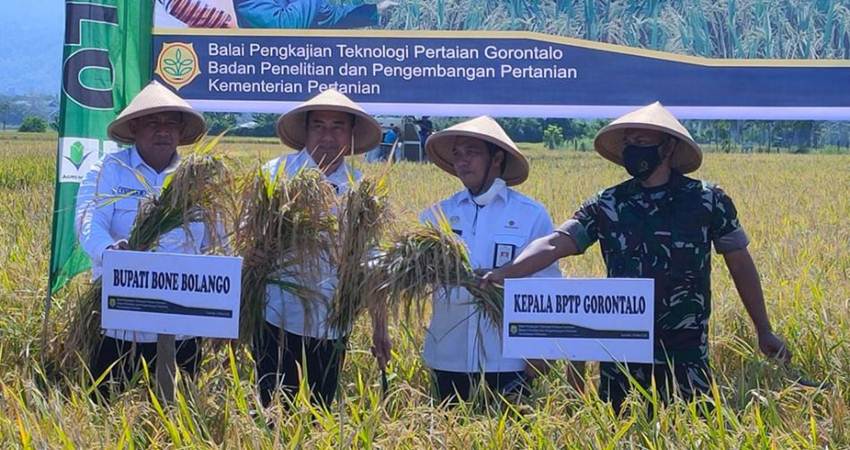 Panen Padi di Bonebol Hanya 80 Hari