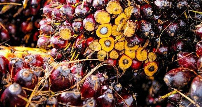 Harga Minyak Goreng Rugikan Petani Sawit