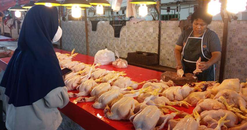 Harga Ayam Pedaging Makin Mahal