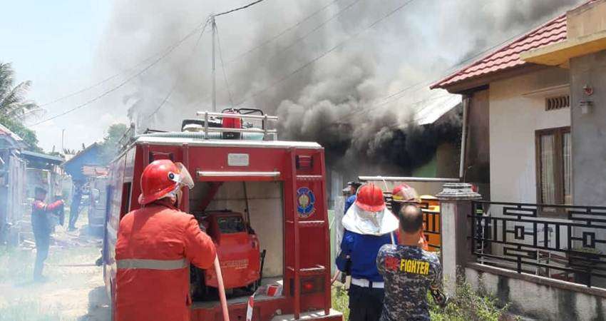 Si Jago Merah Mengamuk di Kota Gorontalo