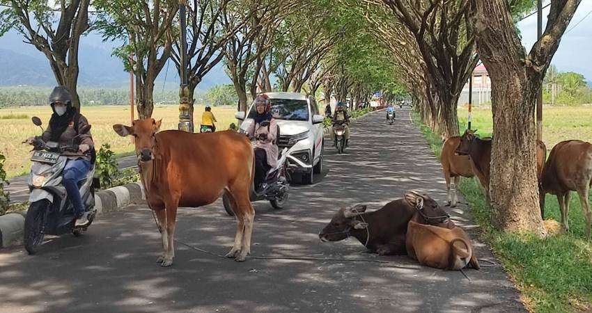 Picu Kecelakaan, Masyarakat Keluhkan Hewan Lepas