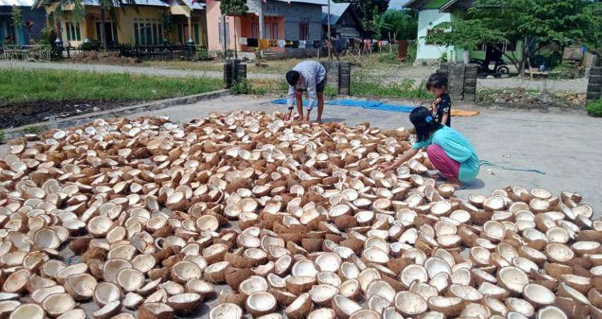 Harga Kopra Turun, Rp9 Ribu per Kg