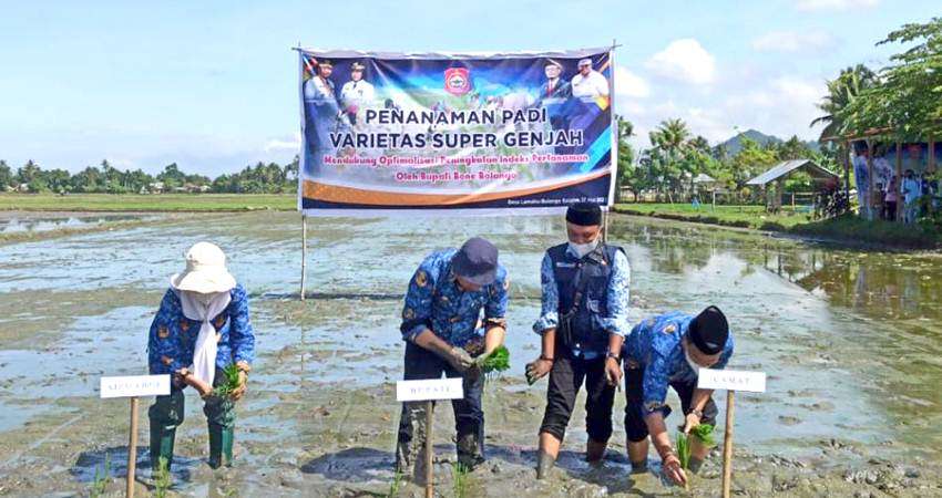 Tanam Padi, Hamim Rela Berlumuran Lumpur