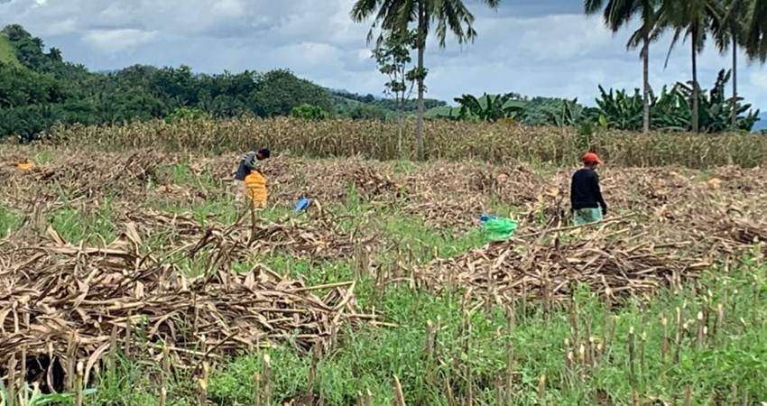 Petani Sedih, Harga Jagung Turun