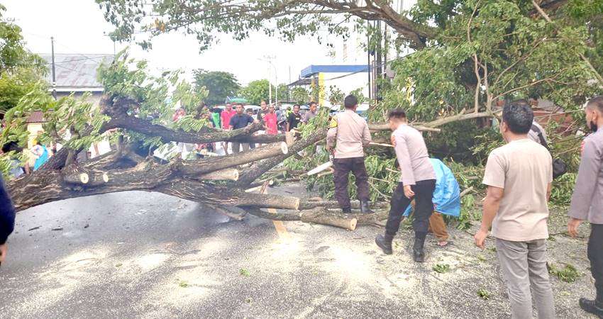 Pohon Tumbang, Dua Pengendara Nyaris Tewas, Warga Diminta Waspada