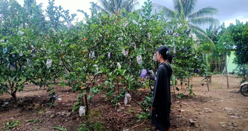 Budidaya Jambu Kristal Omzet Puluhan Juta, Berbuah Secara Terus Menerus hingga 15 Tahun
