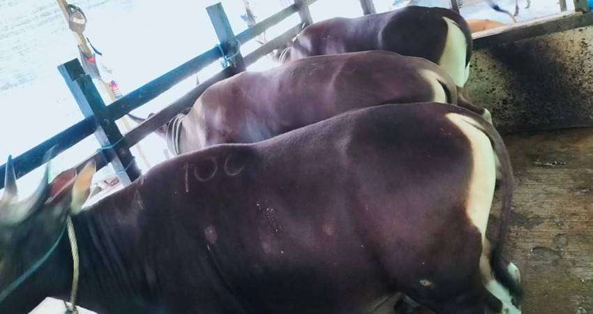 Peternak Pilih Pasok Sapi ke Kalimantan, Keuntungan Bisa Lebih Besar