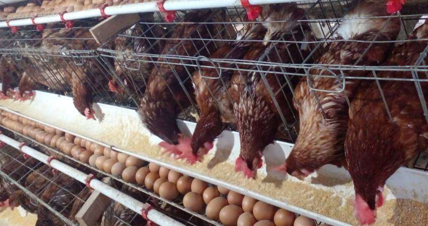 Pakan Mahal, Harga Telur Ayam Naik, Di Kandang Petelur, Capai Rp48 Ribu per Bak
