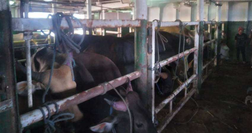 Ditengah Wabah PMK 500 Ekor Sapi Dikirim ke Tarakan