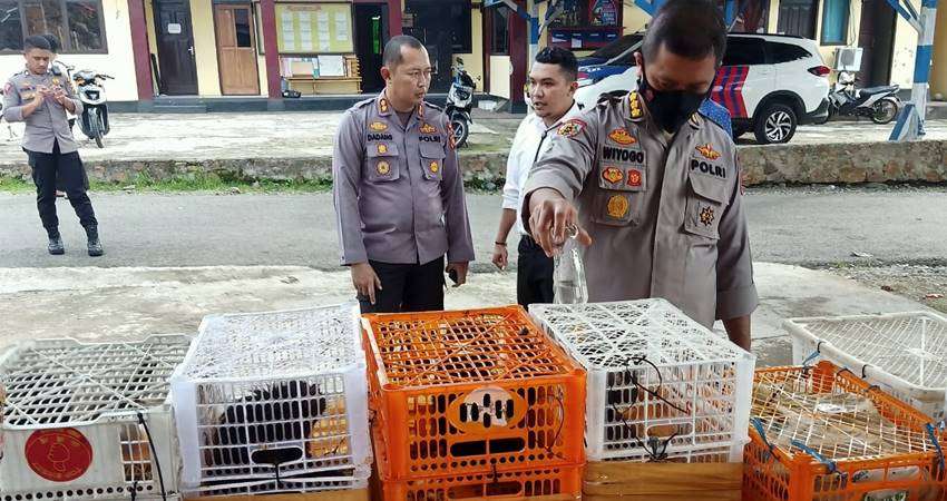 Selundupkan Satwa Langka, Dua Warga Sulsel Diciduk