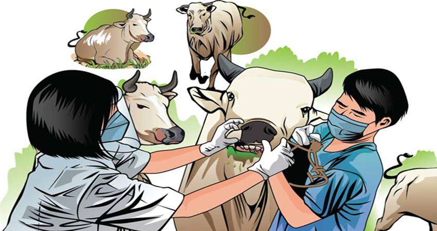 Gorontalo Steril PMK, Lalulintas Ternak Diperketat, Presiden Bentuk Satgas