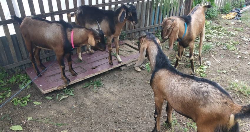 Usaha Ternak Kambing Keuntungan Menggiurkan, Permintaan Selalu Ada, Bahkan dari Luar Daerah