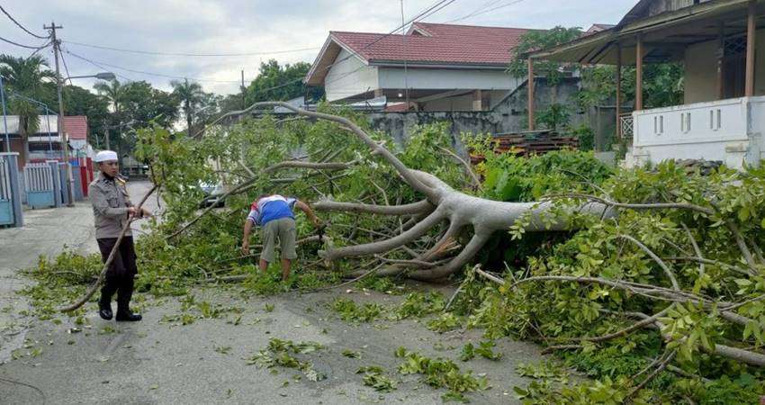 Waspada Pohon Tumbang di Tenda