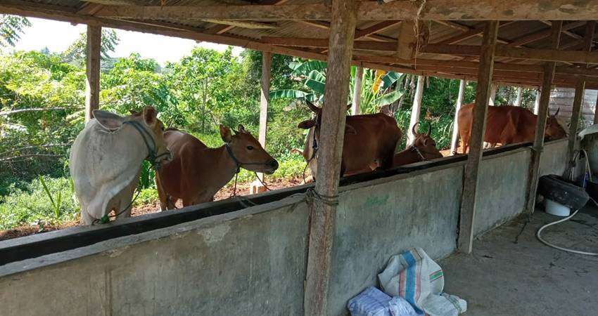 Bisnis Sapi Kurban Mulai Membaik, Pedagang Klaim Penjualan Meningkat Dibanding Tahun Lalu