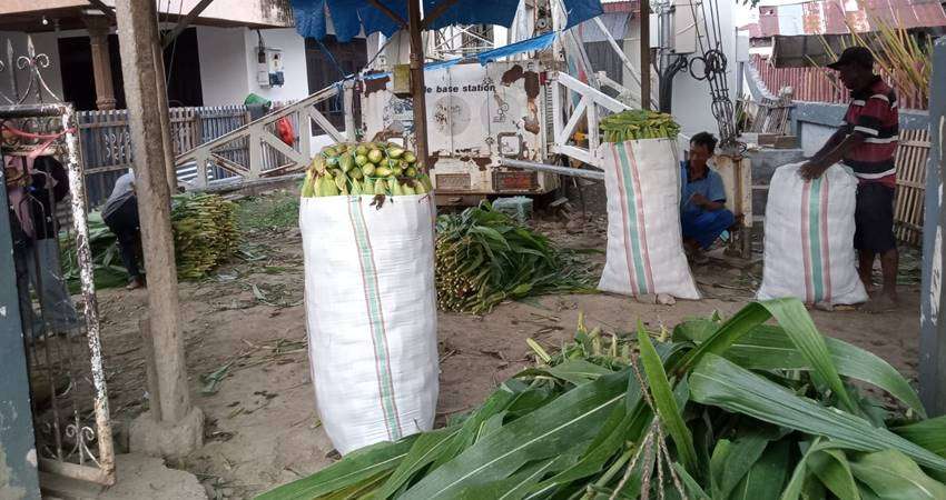 Bisnis Pakan Sapi ‘Naik Daun’, Jelang Idul Adha, Permintaan Meningkat