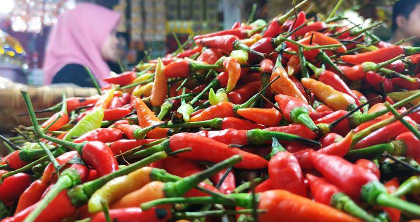 Jelang Idul Adha, Harga Rica Sulit Dikendalikan