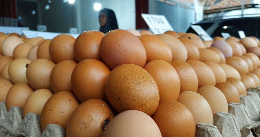 Harga Telur Tak Kunjung Turun