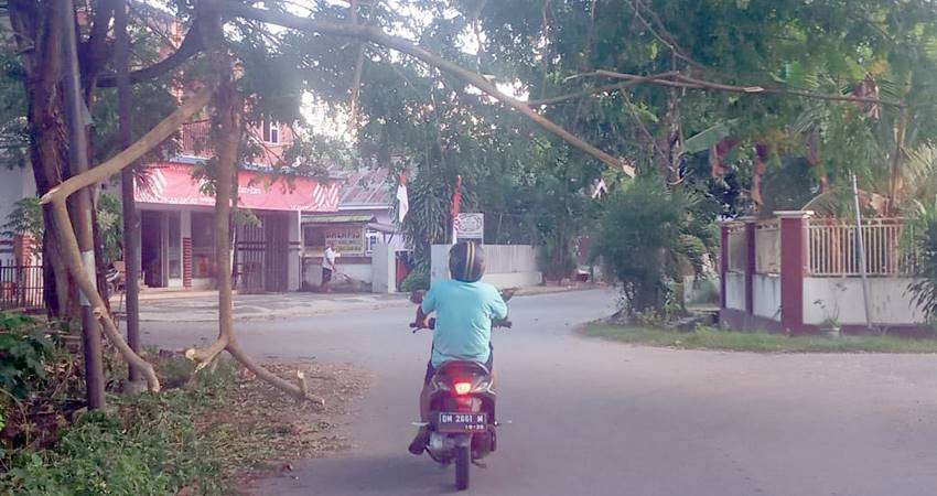 Wilayah Kabgor Masih Rawan Pohon Tumbang