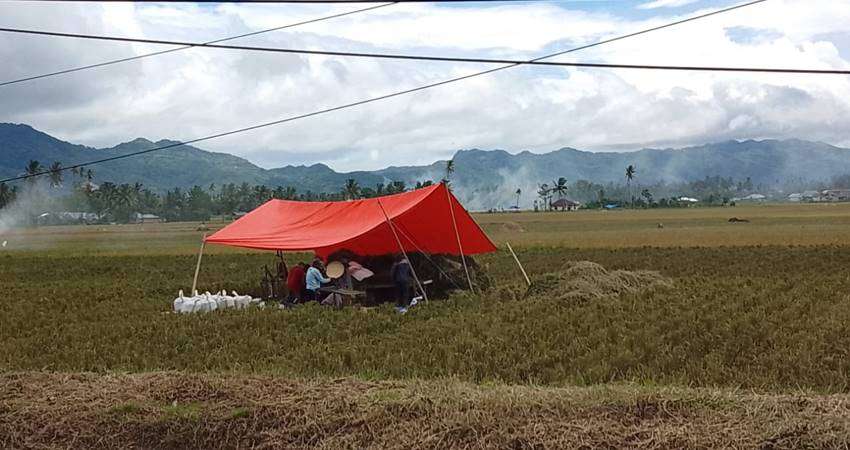 Harga Jual Beras Tergantung Kualitas, Panen Raya, Satu Pantango Bisa Untung Rp 2,5 Juta