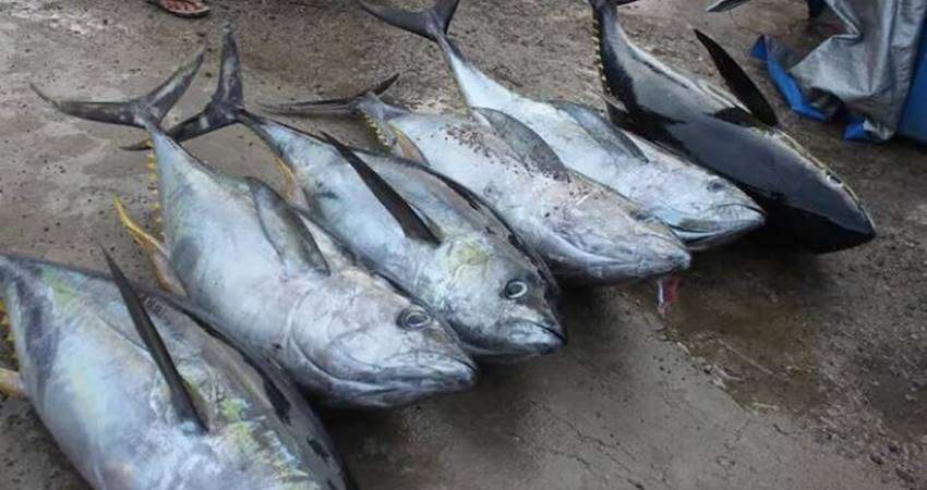 Ikan Tuna di Pasar Tradisional Rp65 Ribu per Kg