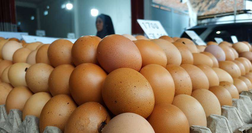 Telur Ayam Ras Tembus Rp73 Ribu per Bak, Permintaan Tinggi, Stok Terbatas