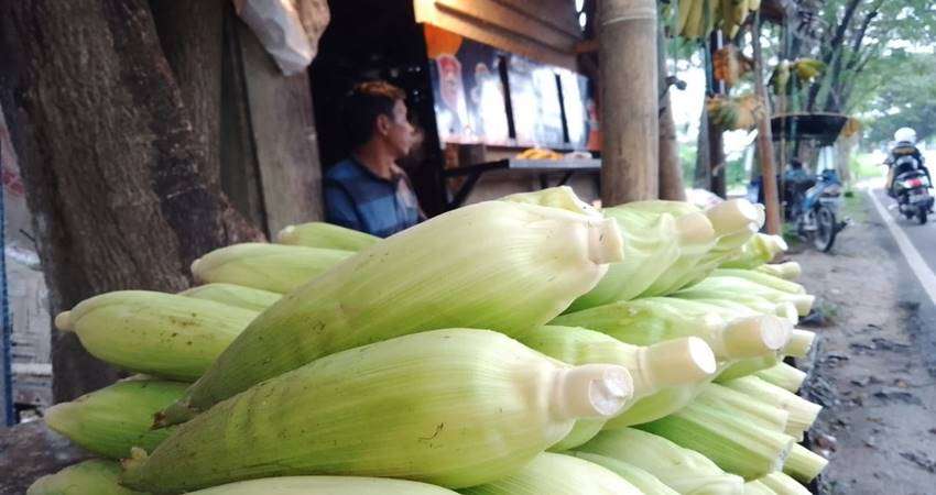 Jagung manis yang dijual pedagang.