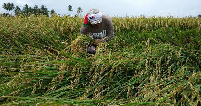 Petani Perlu Dibantu Jual Hasil Pertanian, Beras dari Luar jadi Pesaing Berat