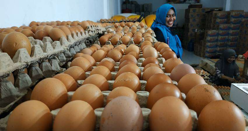 Harga Telur Tidak Terkendali