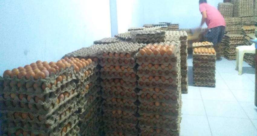 Telur Ayam Ras Capai Rp50 Ribu per Bak