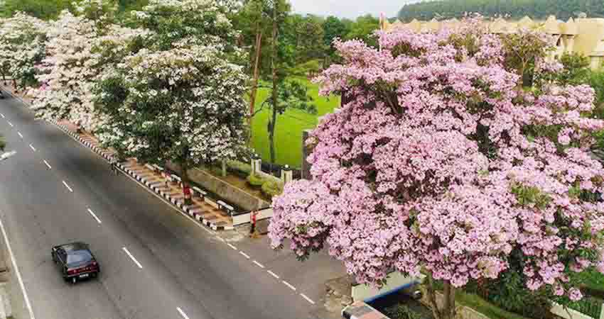 Bypass Bonebol Bakal Mirip Jepang, Wabup Minta Tepi Jalan Ditanami Pohon Tabubeya