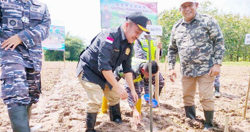 Halid Apresiasi Penanaman Sorgum TNI AL, Jadi Percontohan, Kedepan Ia Dorong Galakan Tanam Sorgum