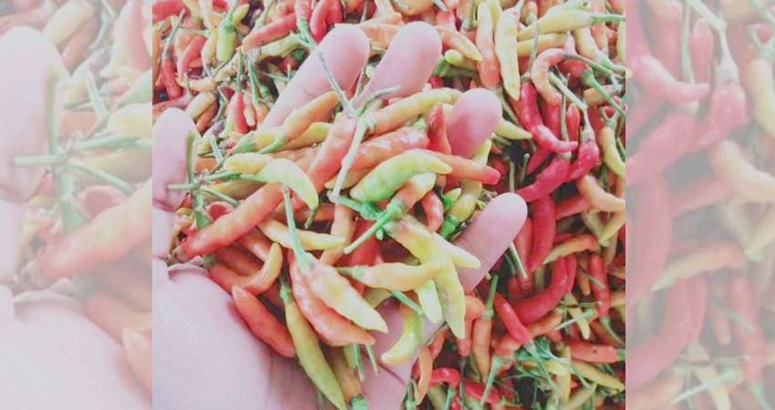 Harga Rica Mahal, Harusnya Petani Untung