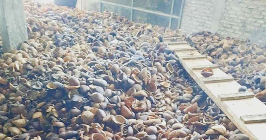 Harga Kopra Terus Merosot, Hanya Rp 8 Ribu per Kg, Petani Tunggu Harga Membaik