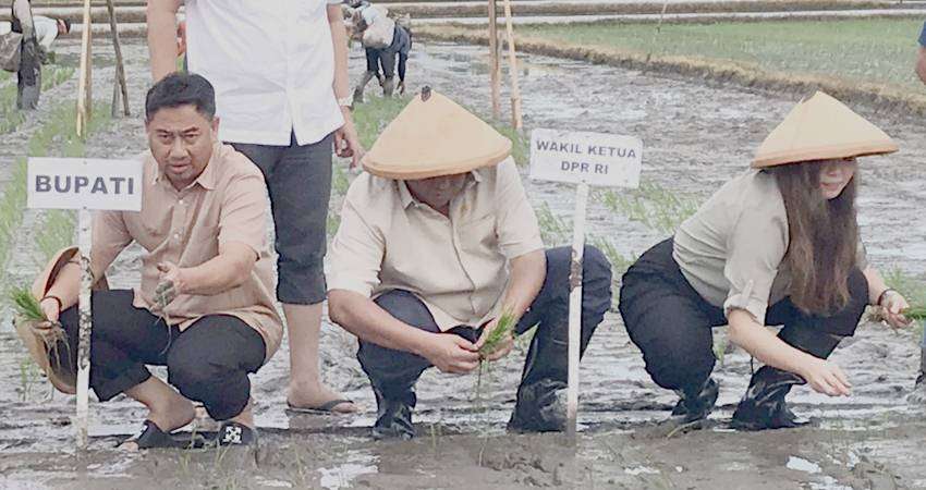 Hamim Dukung Program RG Tanpa Syarat, Bersama Tanam Perdana Padi Sawah IPATBO