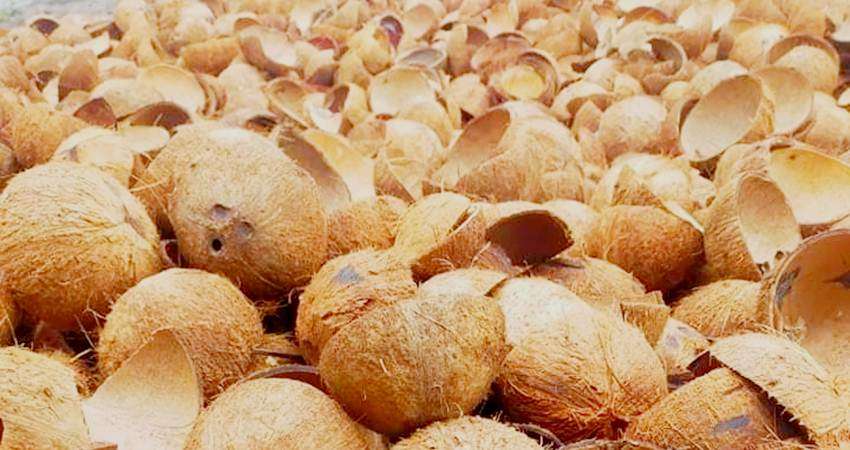 Batok Kelapa Kering Dihargai Rp1.200 per Kg, Pedagang Akui Permintaan Banyak dari UMKM