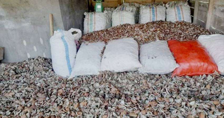 Harga Kopra Anjlok, Petani Mengeluh, Kelapa Muda Jauh Lebih Mahal