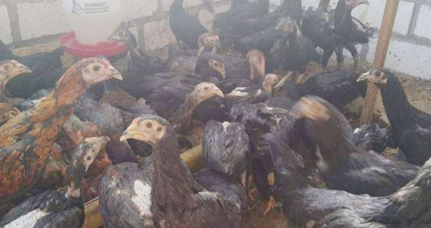 Ayam Kampung KUB Rp 38 Ribu per Ekor
