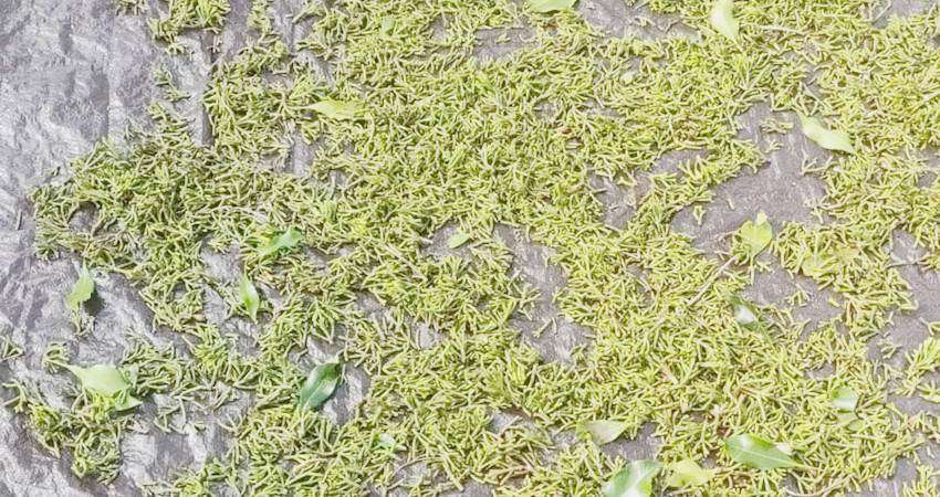 Gagang Cengkeh Basah Dihargai Rp4.500 per Kg, Harga Kering Bisa Mencapai Rp8 Ribu