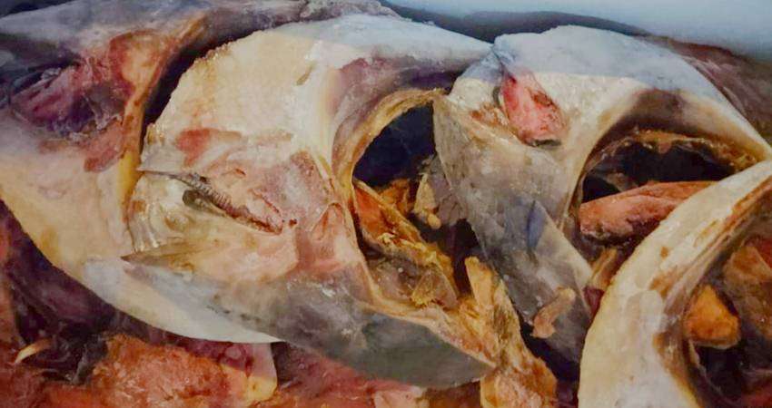 Rahang Ikan Tuna Tembus Rp65 Ribu per Kg, Permintaan Tinggi, Terutama dari Usaha Rumah Makan