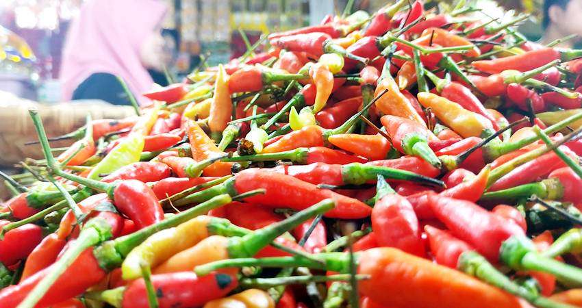 Di Pasar Tradisional, Harga Rica Turun, Mulai Rp40 Ribu per Kg