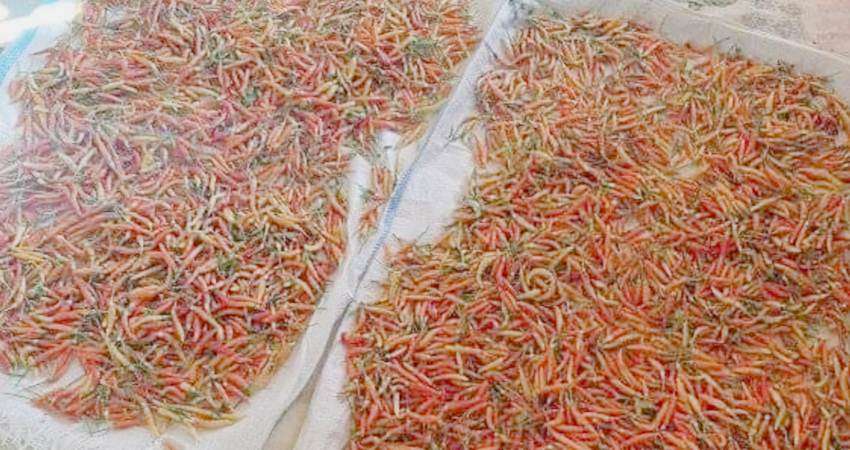 Sering Berfluktuasi, Kini Rica Rp60 Ribu per Kg