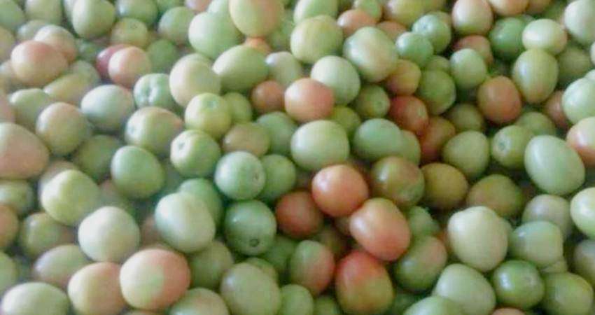 Harga Tomat Berangsur Turun