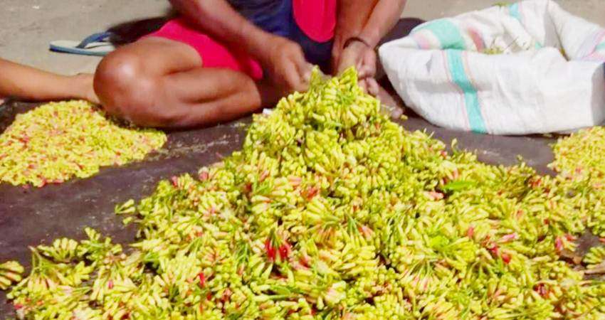 Harga Cengkeh Basah Capai Rp22 Ribu per Liter, Banyak Petani Mulai Panen