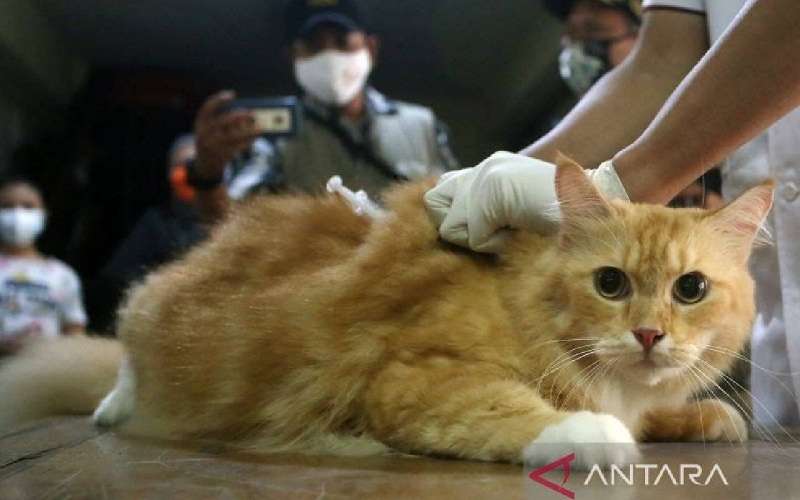 Siap-Siap, Bagi yang Suka Menyiksa Kucing Bisa Dipidana.