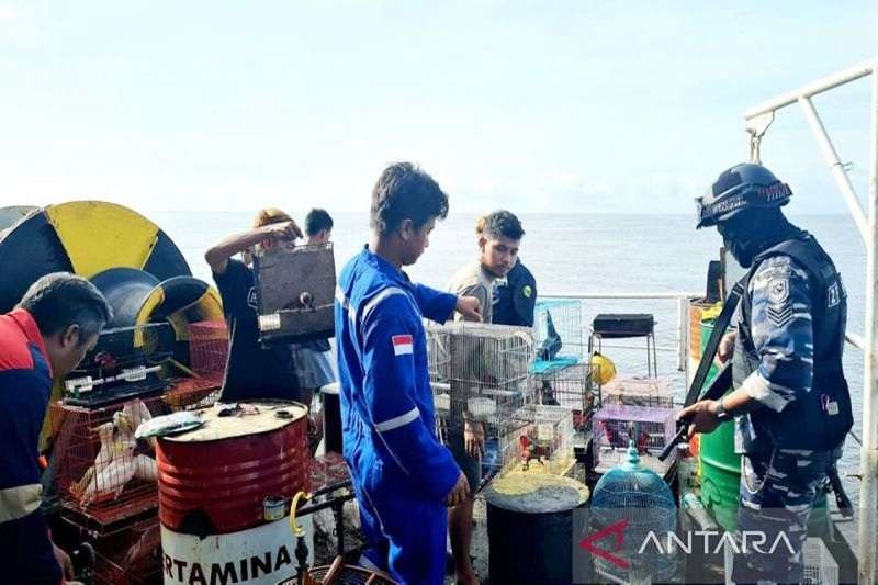 TNI AL Menggagalkan Penyelundupan Puluhan Satwa Dilindungi Asal Papua. 