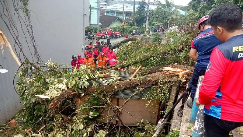 Seorang Buruh Tewas Dengan Luka Parah di Kepala Setelah Tertimpa Pohon Durian yang Tumbang Diterjang Angin Kencang di Samarinda