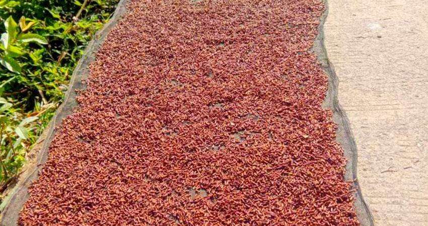 Cengkeh Kering Dihargai hingga Rp121 Ribu per Kg, Upah Panen Masih Rp5 Ribu per Liter