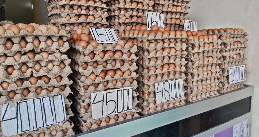 Harga Telur Anjlok, Per Bak Dijual Mulai Rp40 Ribu